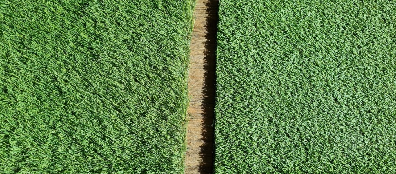 Artificial Grass